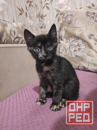 Котята в добрые руки Макеевка - изображение 2