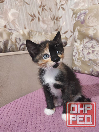 Котята в добрые руки Макеевка - изображение 3