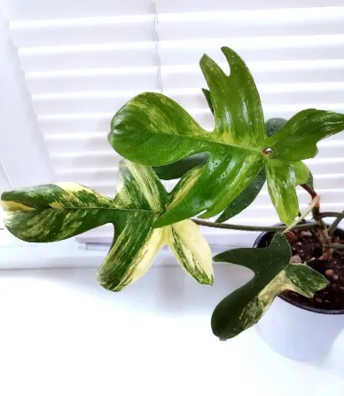 Филодендрон Волшебная маска Philodendron Magic Mask вариегатный Макеевка