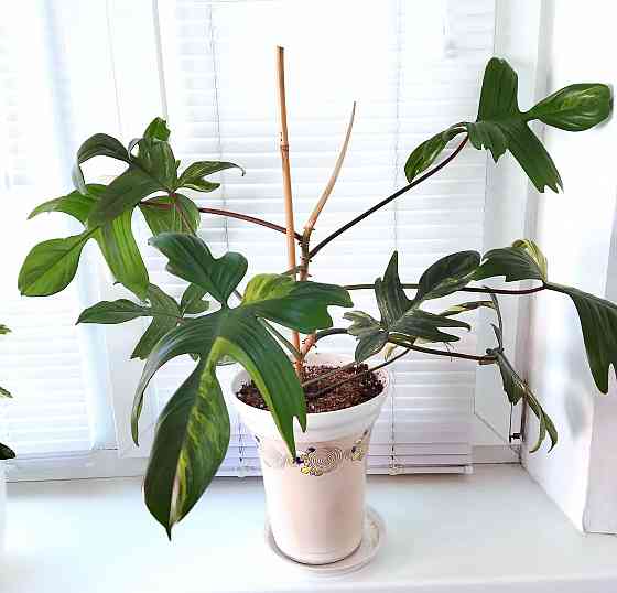 Филодендрон Волшебная маска Philodendron Magic Mask вариегатный Макеевка