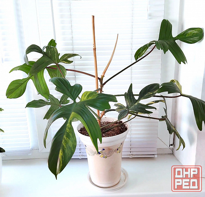 Филодендрон Волшебная маска Philodendron Magic Mask вариегатный Макеевка - изображение 1