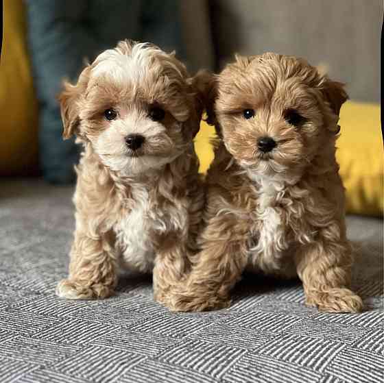 Щеночки Мальтипу ф1 ф2 мини Луганск