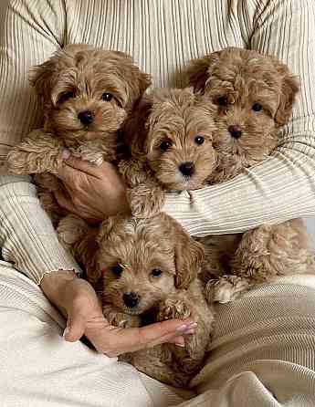 Щеночки Мальтипу ф1 ф2 мини Луганск