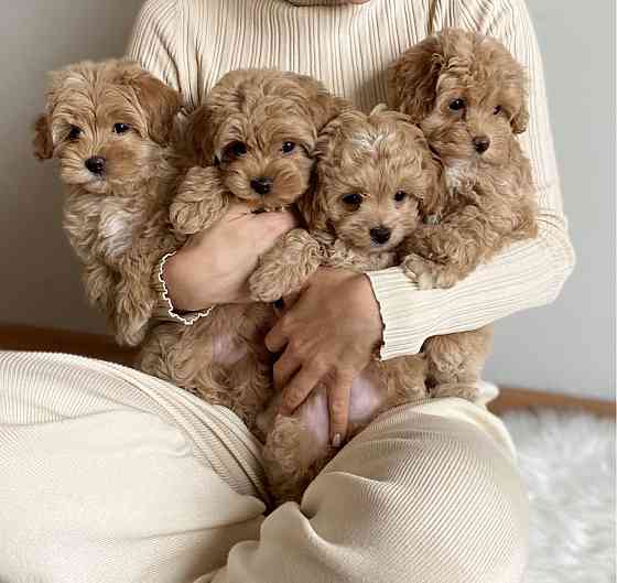 Щеночки Мальтипу ф1 ф2 мини Луганск