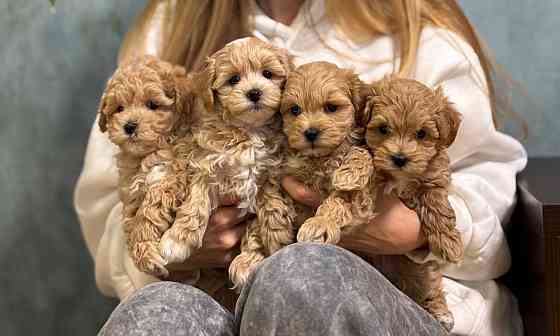 Щеночки Мальтипу ф1 ф2 мини Луганск