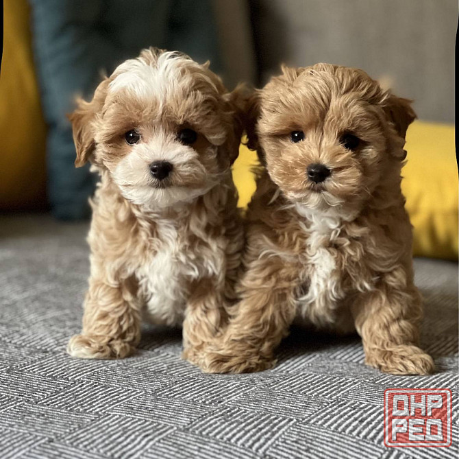 Щеночки Мальтипу ф1 ф2 мини Луганск - изображение 4