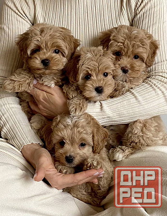 Щеночки Мальтипу ф1 ф2 мини Луганск - изображение 3