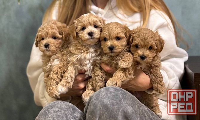 Щеночки Мальтипу ф1 ф2 мини Луганск - изображение 1