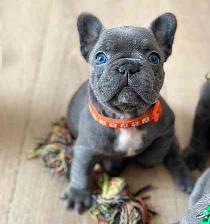 Щенки Французского бульдога Луганск