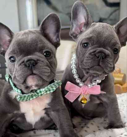 Щенки Французского бульдога Луганск