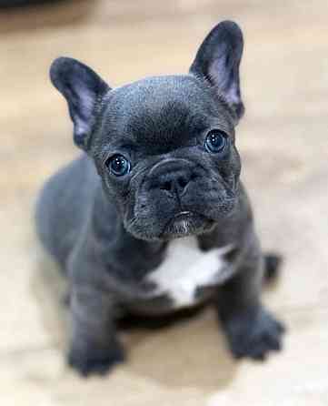 Щенки Французского бульдога Луганск