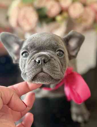 Щенки Французского бульдога Луганск