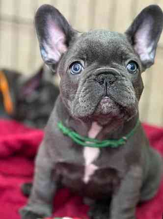 Щенки Французского бульдога Луганск