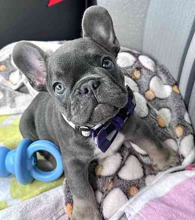 Щенки Французского бульдога Луганск