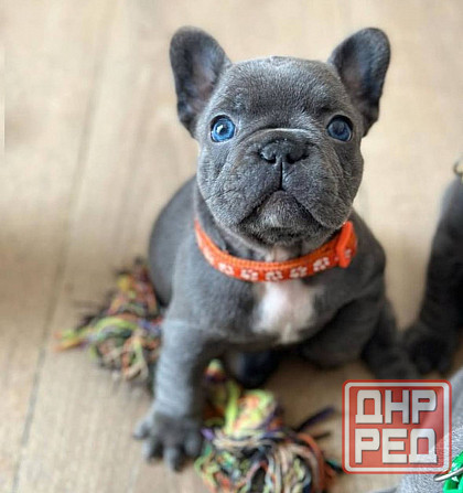 Щенки Французского бульдога Луганск - изображение 3