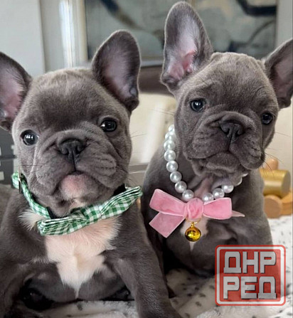 Щенки Французского бульдога Луганск - изображение 5