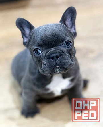 Щенки Французского бульдога Луганск - изображение 6