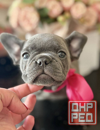 Щенки Французского бульдога Луганск - изображение 1