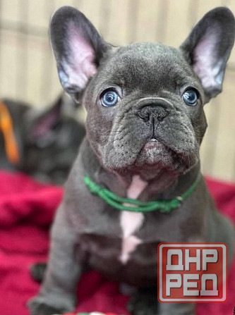 Щенки Французского бульдога Луганск - изображение 2