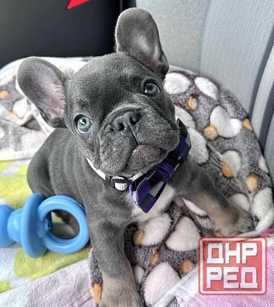 Щенки Французского бульдога Луганск - изображение 4