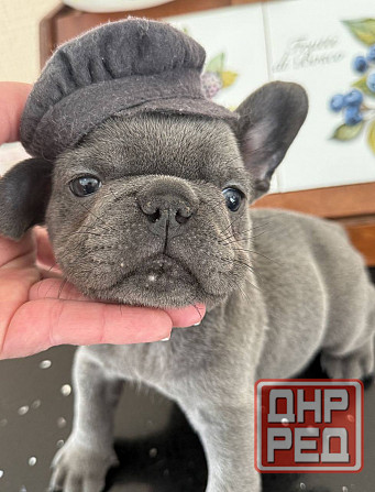 Щенки Французского бульдога Луганск - изображение 7