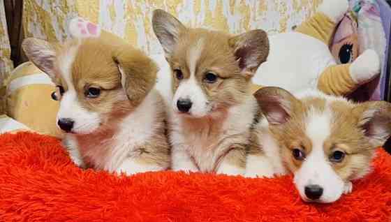 Щенки Вельш корги Луганск