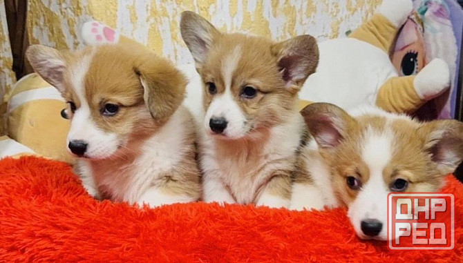 Щенки Вельш корги Луганск - изображение 1