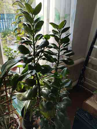 Комнатные цветы Мариуполь