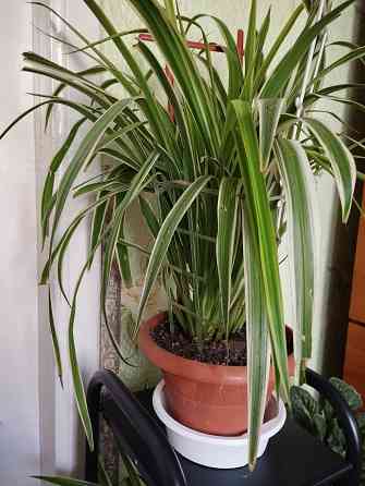 Комнатные цветы Мариуполь