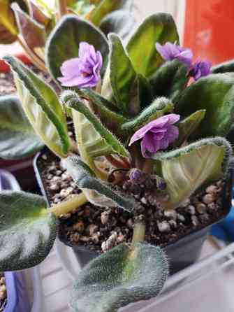 Комнатные цветы Мариуполь