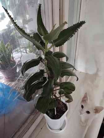 Комнатные цветы Мариуполь