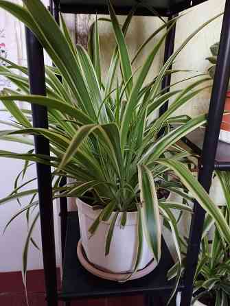 Комнатные цветы Мариуполь