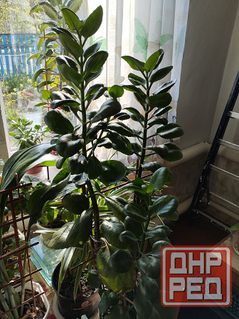 Комнатные цветы Мариуполь - изображение 2