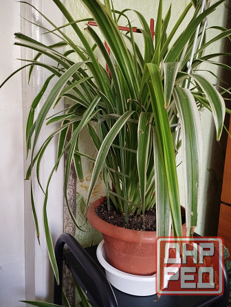 Комнатные цветы Мариуполь - изображение 3