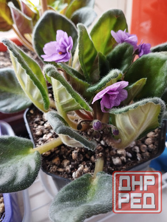 Комнатные цветы Мариуполь - изображение 5