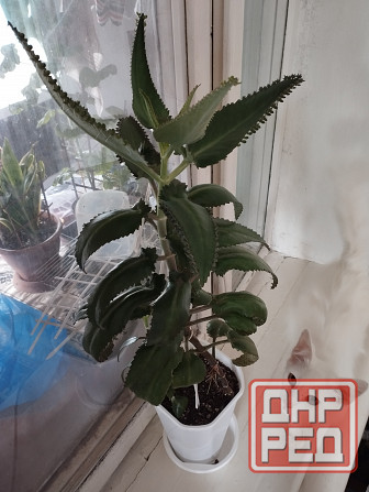 Комнатные цветы Мариуполь - изображение 1