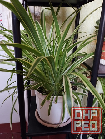 Комнатные цветы Мариуполь - изображение 4