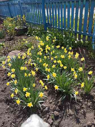 Луковичные цветы Мариуполь