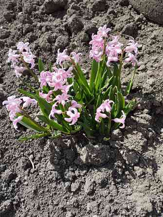Луковичные цветы Мариуполь