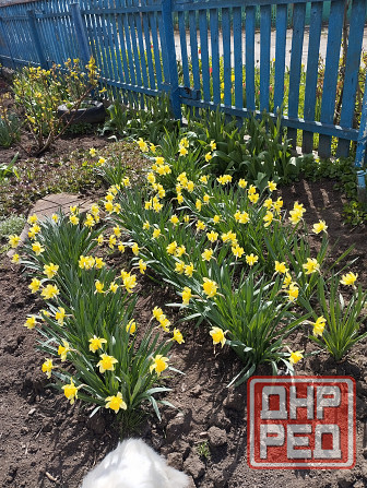 Луковичные цветы Мариуполь - изображение 2