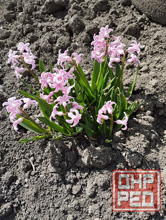 Луковичные цветы Мариуполь - изображение 1