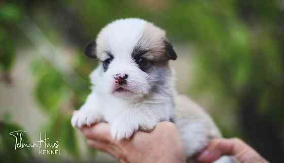 Щенки породы вельш корги пемброк питомник TelmanHaus Донецк