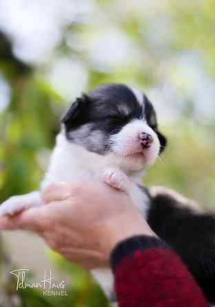 Щенки породы вельш корги пемброк питомник TelmanHaus Донецк
