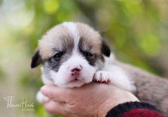 Щенки породы вельш корги пемброк питомник TelmanHaus Донецк