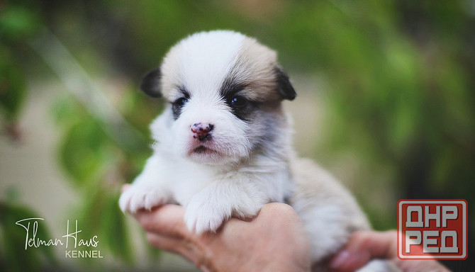 Щенки породы вельш корги пемброк питомник TelmanHaus Донецк - изображение 1