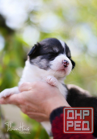 Щенки породы вельш корги пемброк питомник TelmanHaus Донецк - изображение 3