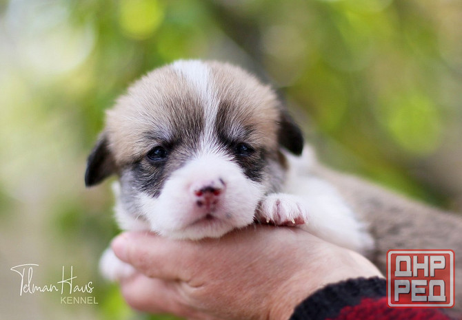 Щенки породы вельш корги пемброк питомник TelmanHaus Донецк - изображение 2