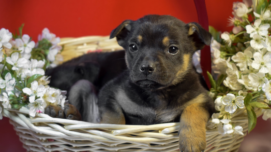 Отдам щенков в добрые и ответственные руки Донецк