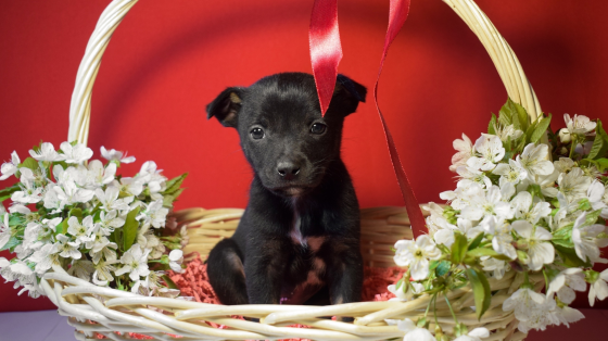 Отдам щенков в добрые и ответственные руки Донецк