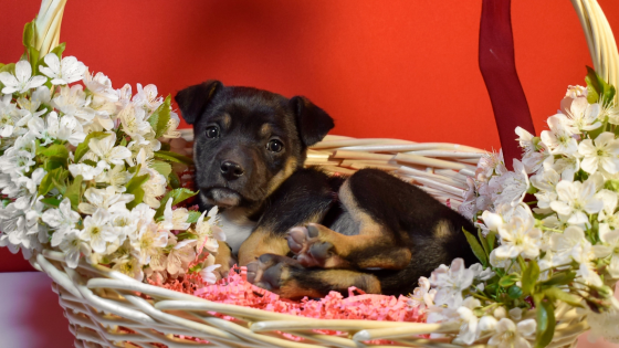 Отдам щенков в добрые и ответственные руки Донецк